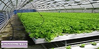 Бизнес-модель выращивания салатов в теплице
