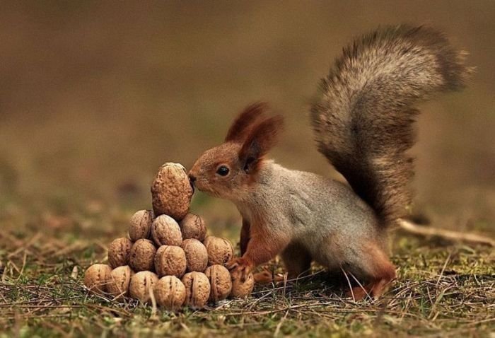 Орехи и белка