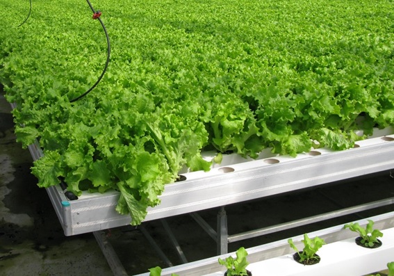 Установка гидропонная стеллажная УГС-1 для выращивания салата