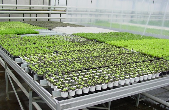 Установка гидропонная стеллажная УГС-3 для подращивания рассады салата