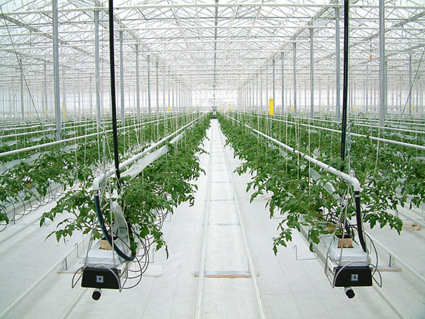 Выращивание салата зимой в теплице
