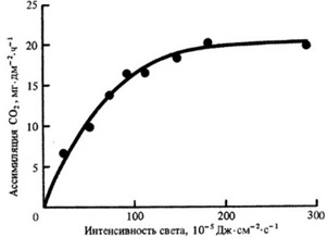 Зависимость скорости поглощения ушлекислого газа от мощночти фотосинтетически активной радиации для огурцов